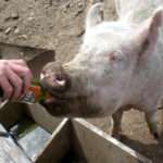 Priscilla the Beer Drinking Pig