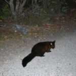 Common brushtail possum