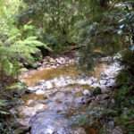 Babbling Creek in Tasmania