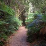 Rainforest path