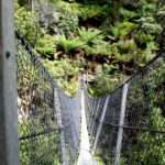 Narrow Rainforest Bridge