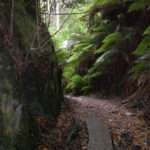 Tasmania Rainforest