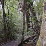 Wooden Path to the Forest